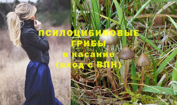 крисы Алзамай